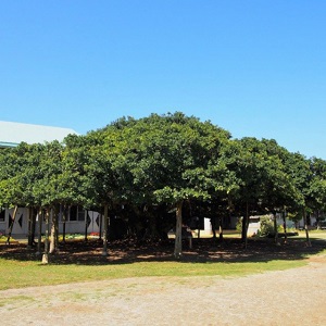 日本一のガジュマル